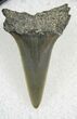Fossil Mako Tooth - Calvert Cliffs, Maryland #26722-1